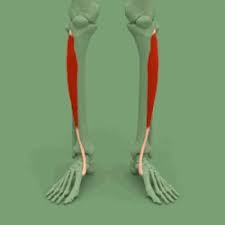 Tibialis Anterior